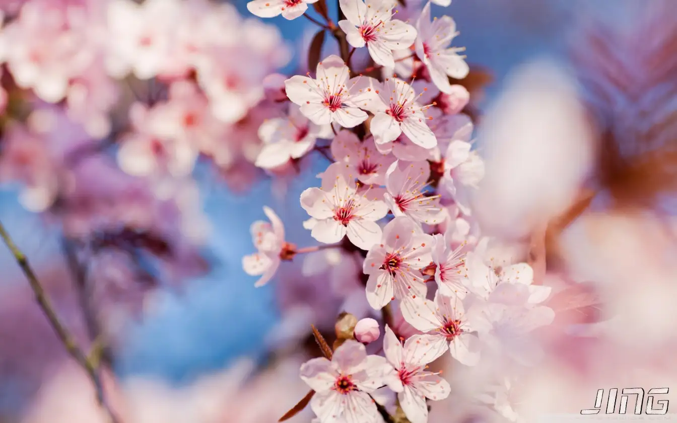 花语小结🌷
